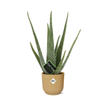 Aloe Vera 12cm in ELHO Vibes Fold 14cm Gelb – Pflegeleichte Sukkulente