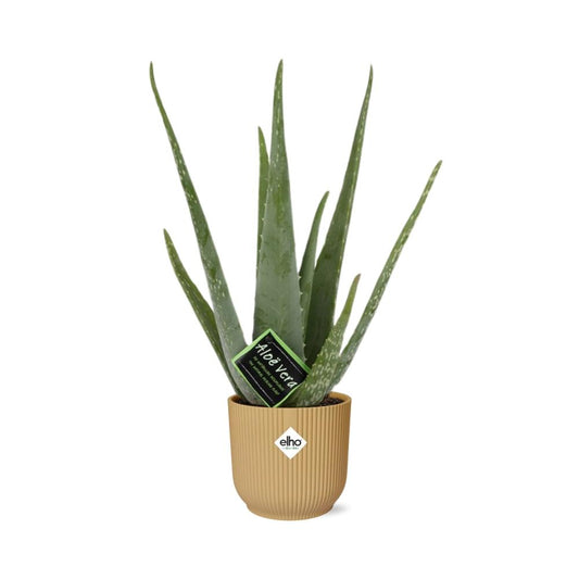Aloe Vera 12cm in ELHO Vibes Fold 14cm Gelb – Pflegeleichte Sukkulente