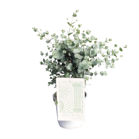 Eukalyptus im Ø17cm Topf – Pflegeleicht & Aromatisch