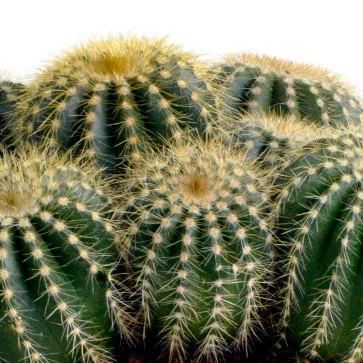 Eriocactus warasii – Pflegeleichter Kugelkaktus 12 cm