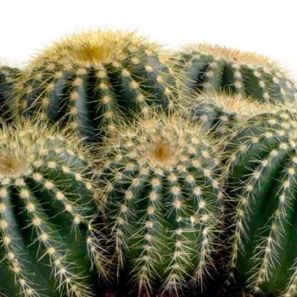 Eriocactus warasii – Pflegeleichter Kugelkaktus 12 cm