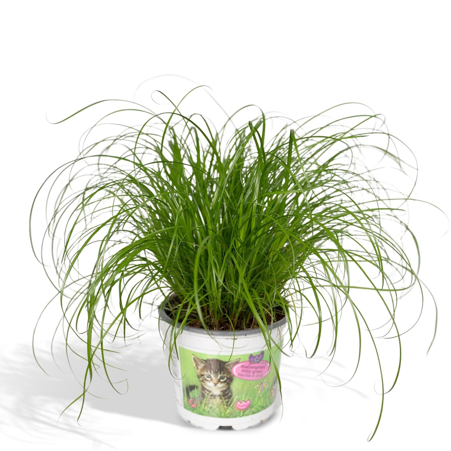 Zypergras (Katzengras) Ø12cm – Pflegeleichte Zimmerpflanze