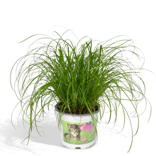 Zypergras (Katzengras) Ø12cm – Pflegeleichte Zimmerpflanze