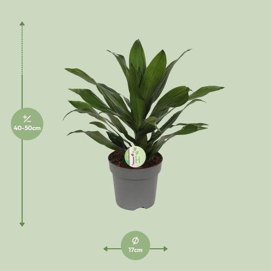 Drachenbaum Grün – Pflegeleichte Zimmerpflanze Ø17cm, 40cm