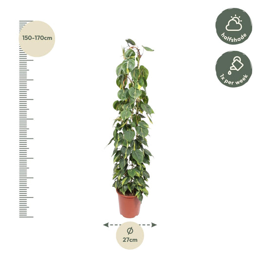 Philodendron Scandens Brasil – Pflegeleichte Kletterpflanze 160 cm