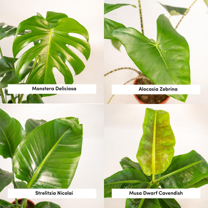Tropen-Set: Monstera, Alocasia, Strelitzie & Musa (75-85 cm)