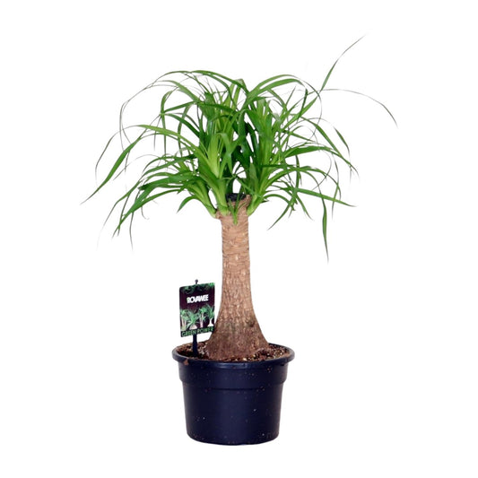 Beaucarnea Nolina – Pflegeleichte Zimmerpflanze Ø17cm