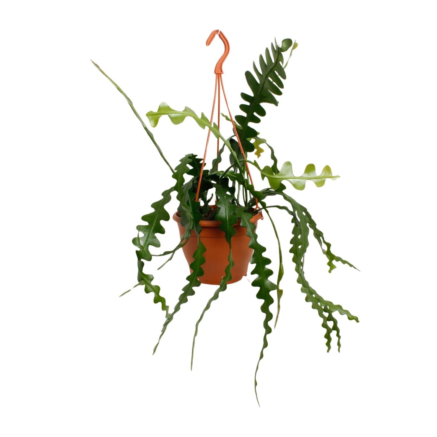 Epiphyllum Anguliger – Trendige pflegeleichte Zimmerpflanze Ø17cm