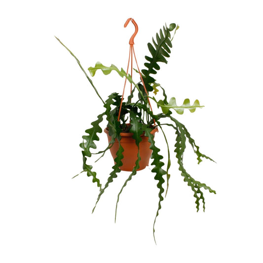 Epiphyllum Anguliger – Trendige pflegeleichte Zimmerpflanze Ø17cm
