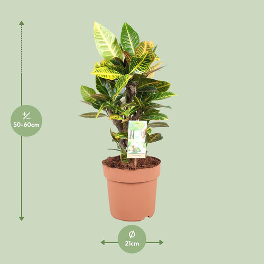 Codiaeum Petra – Farbintensiver Croton Ø21cm, 60cm hoch