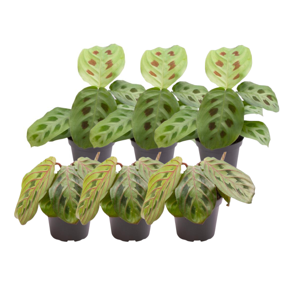 6er Set Maranta Mix – Pflegeleichte Zimmerpflanze