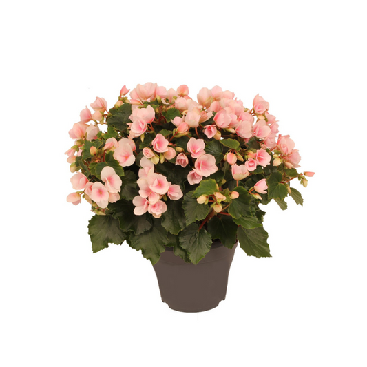 Begonie 'Betulia Light' – Pflegeleichte Outdoor-Begonie 35 cm