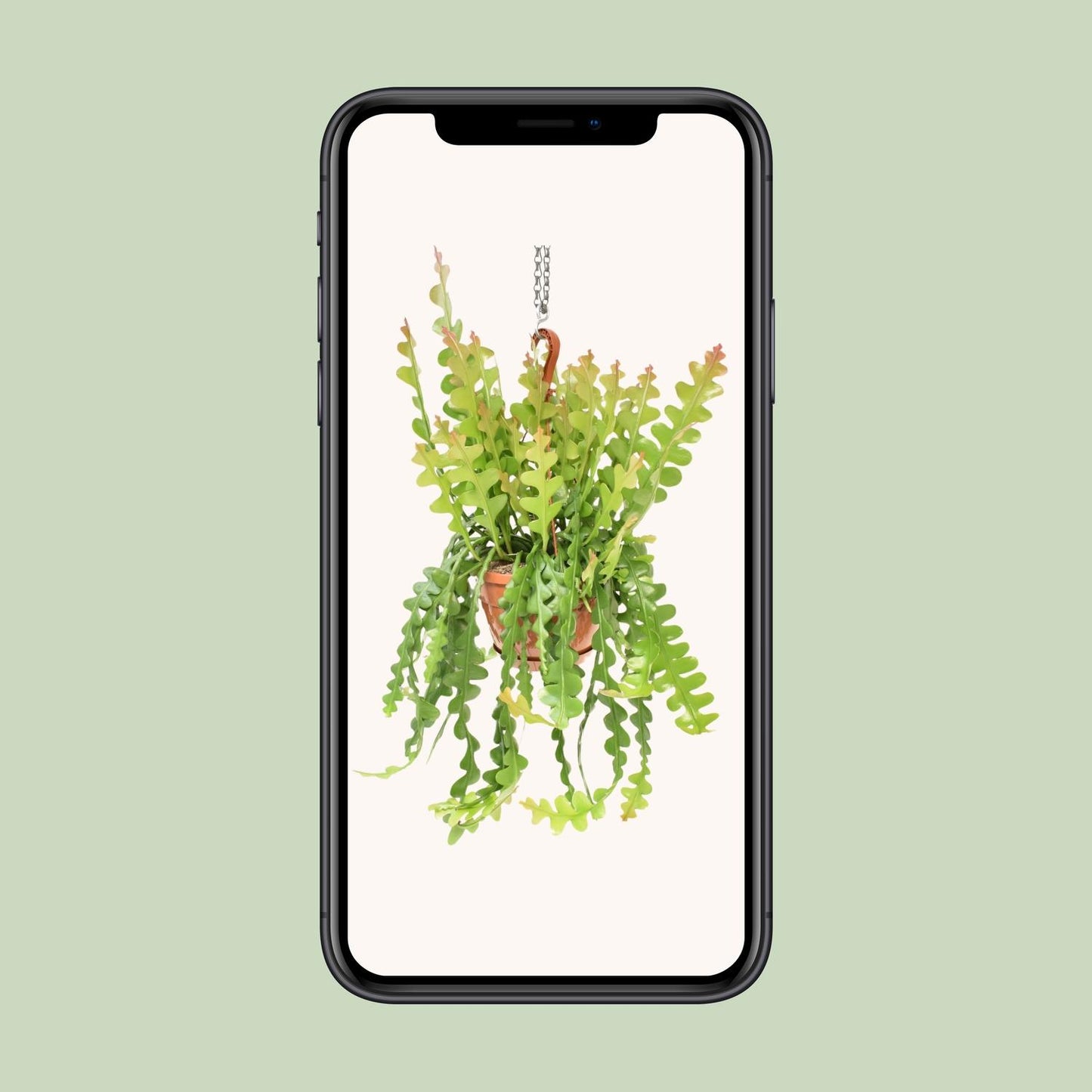 Epiphyllum Anguliger – Fischgrätenkaktus Ø21cm, 60cm hoch