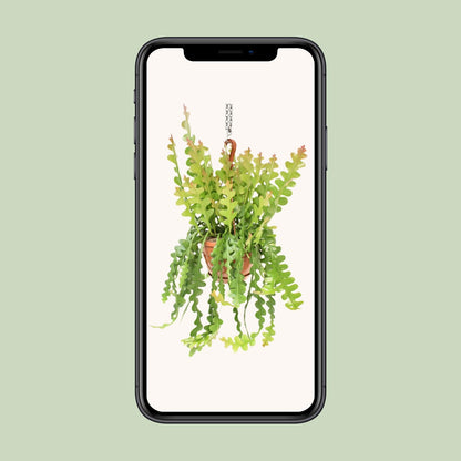 Epiphyllum Anguliger – Fischgrätenkaktus Ø21cm, 60cm hoch