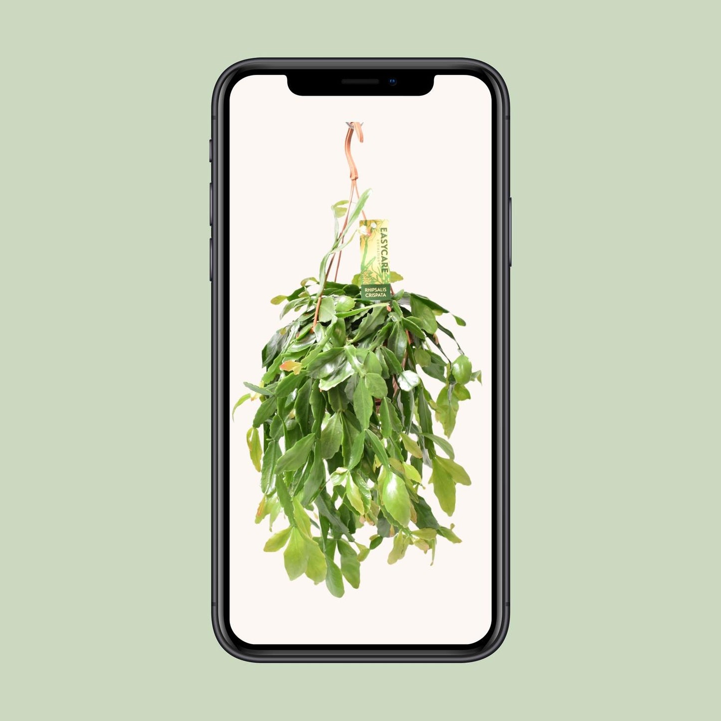 Rhipsalis Crispata – Pflegeleichte hängende Zimmerpflanze Ø14cm