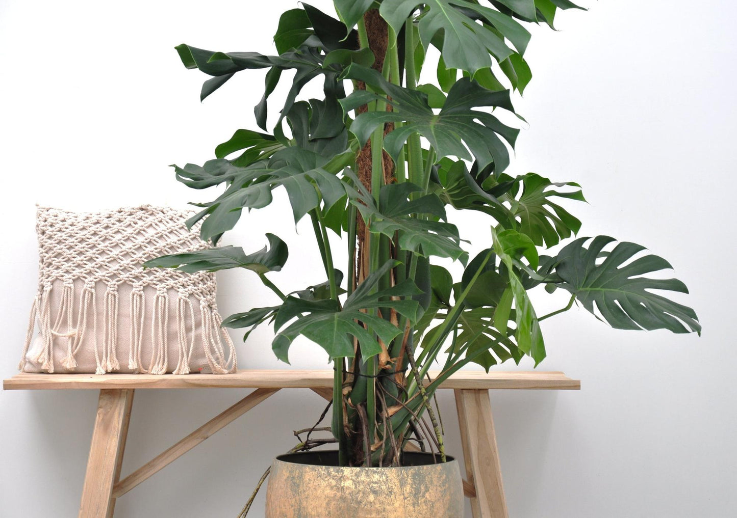 Monstera Deliciosa XXL – Tropische Zimmerpflanze 150 cm