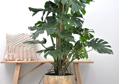 Monstera Deliciosa XXL – Tropische Zimmerpflanze 150 cm