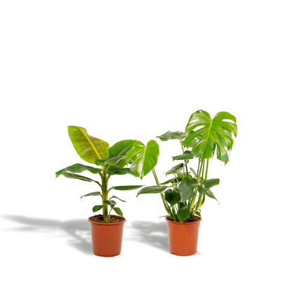 Monstera Deliciosa & Musa Dwarf Cavendish Set Ø21cm