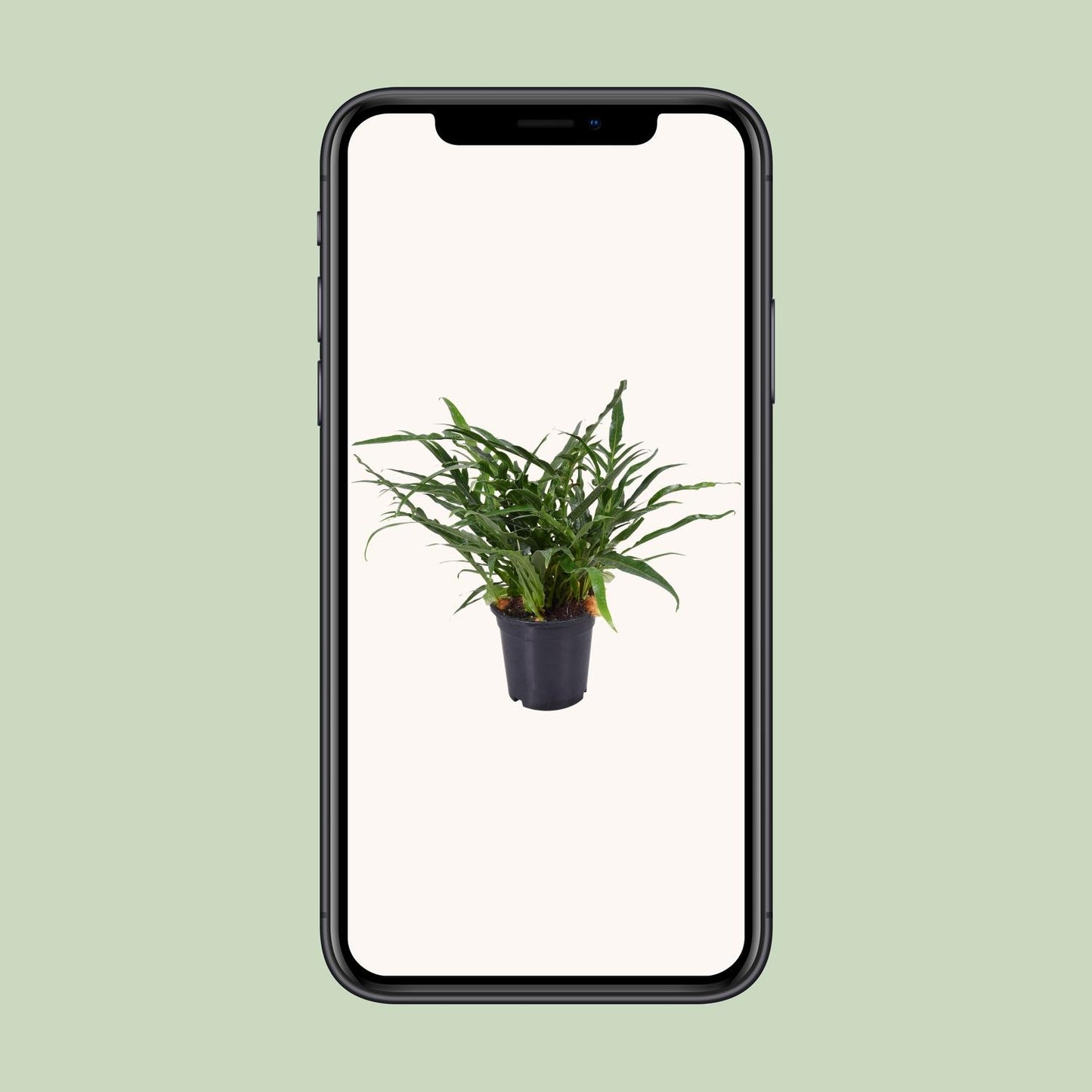 Aglaomorpha Coronans – Santa Rosa Farn Ø17cm, 45cm hoch