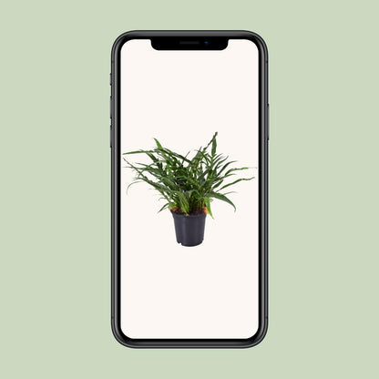 Aglaomorpha Coronans – Santa Rosa Farn Ø17cm, 45cm hoch