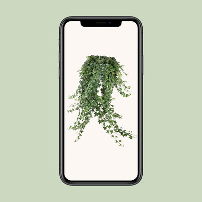 Hedera Helix Pitsburg XXL – Pflegeleichter Efeu Ø24cm