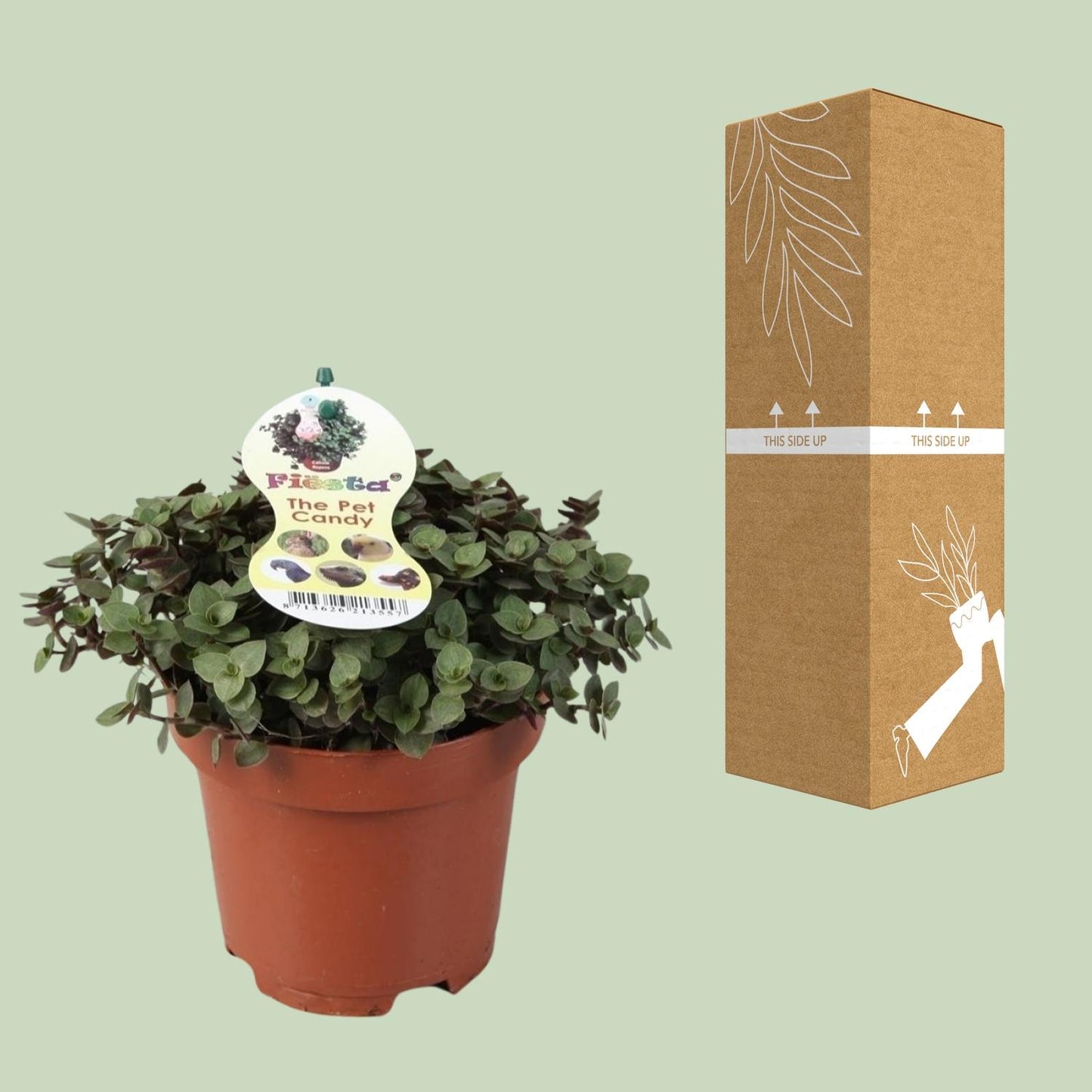 Zollpflanze Calissia Repens – Pflegeleichte Trendpflanze Ø12cm