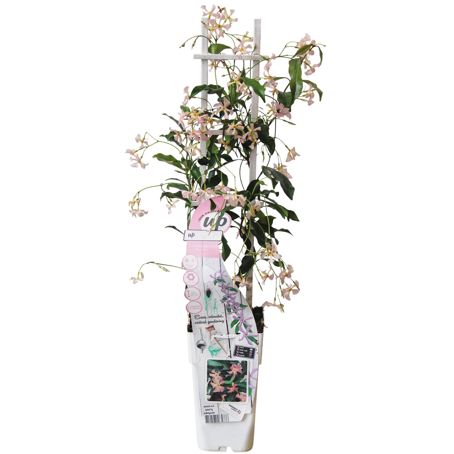 Toskanischer Jasmin Rosa – Duftende Kletterpflanze Ø15cm