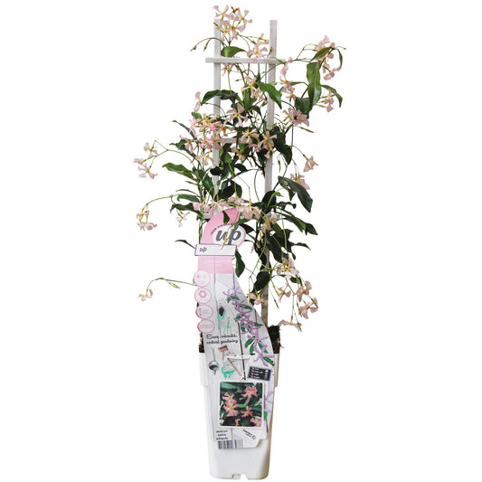 Toskanischer Jasmin Rosa – Duftende Kletterpflanze Ø15cm