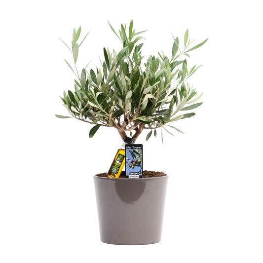 Gewöhnliche Olive Olea europaea Ø16cm, 35cm hoch