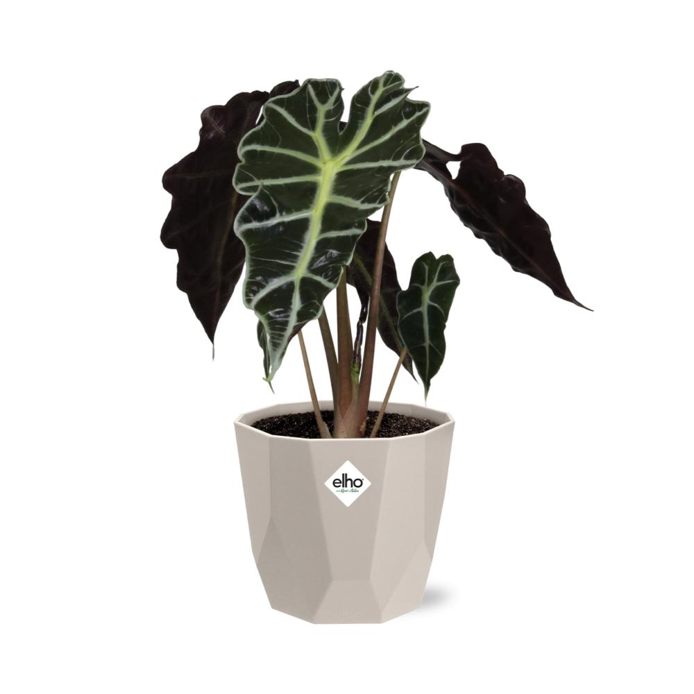 Alocasia ‘Polly’ in ELHO b.for rock 14 cm warm grey