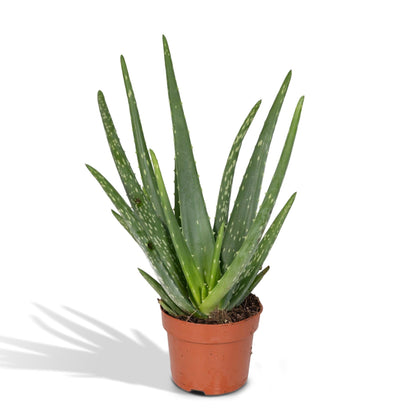 Aloe Vera Ø12cm – Pflegeleichte und luftreinigende Zimmerpflanze