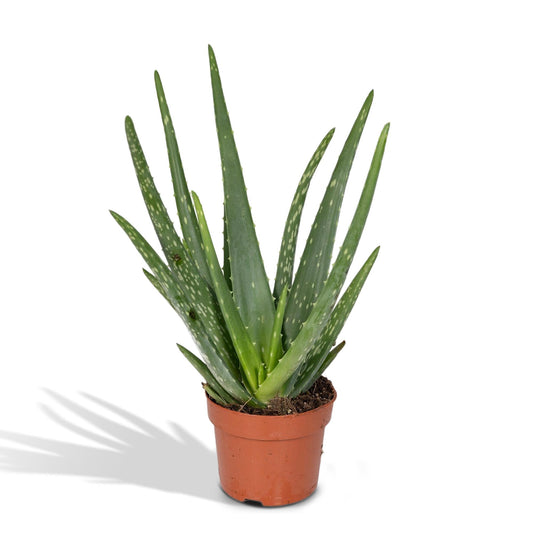 Aloe Vera Ø12cm – Pflegeleichte und luftreinigende Zimmerpflanze