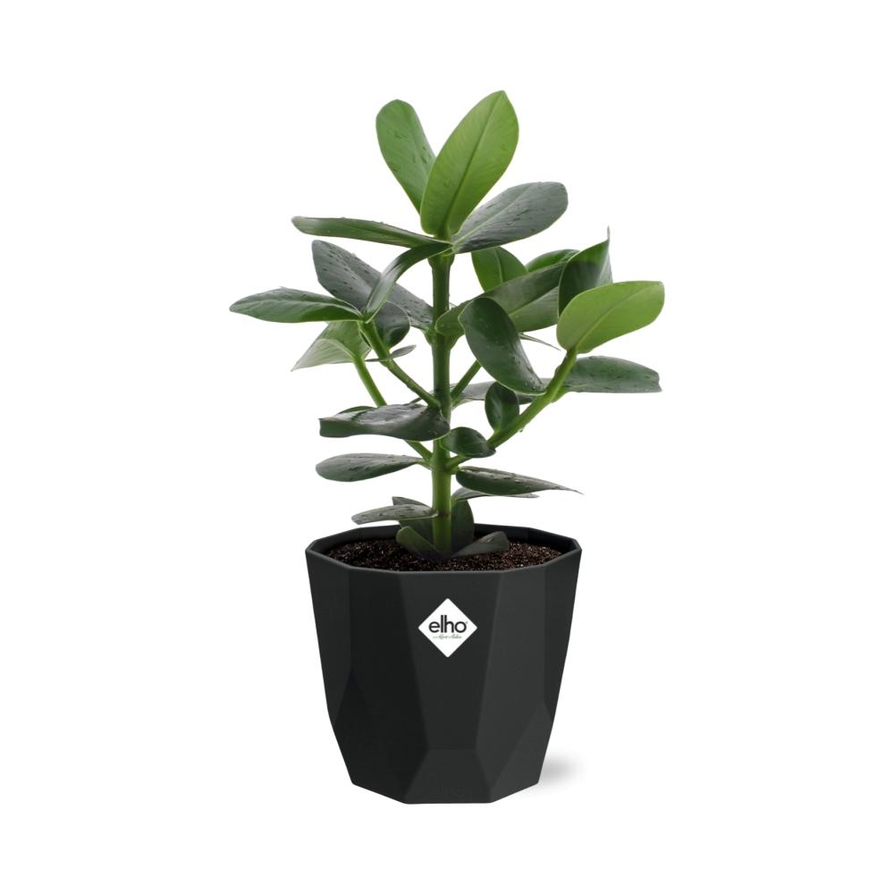 Clusia Princess – Luftreinigende Zimmerpflanze in 14cm Topf