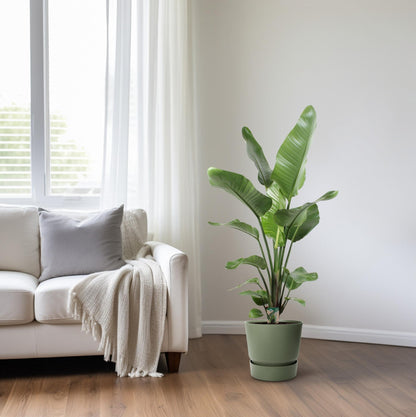 Strelitzia Nicolai – Paradiesvogelblume 21 cm Ø, 120 cm hoch