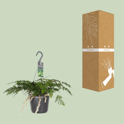Davallia Bullata – Hasenfußfarn Ø17cm, 30cm Höhe