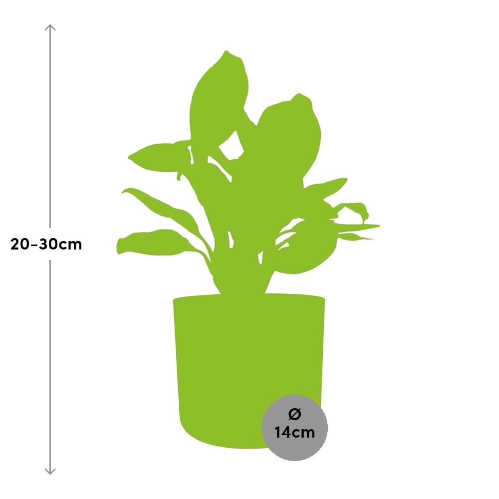 Aglaonema Christina – Luftreinigende Zimmerpflanze im ELHO b.for soft Rond 14cm Brique