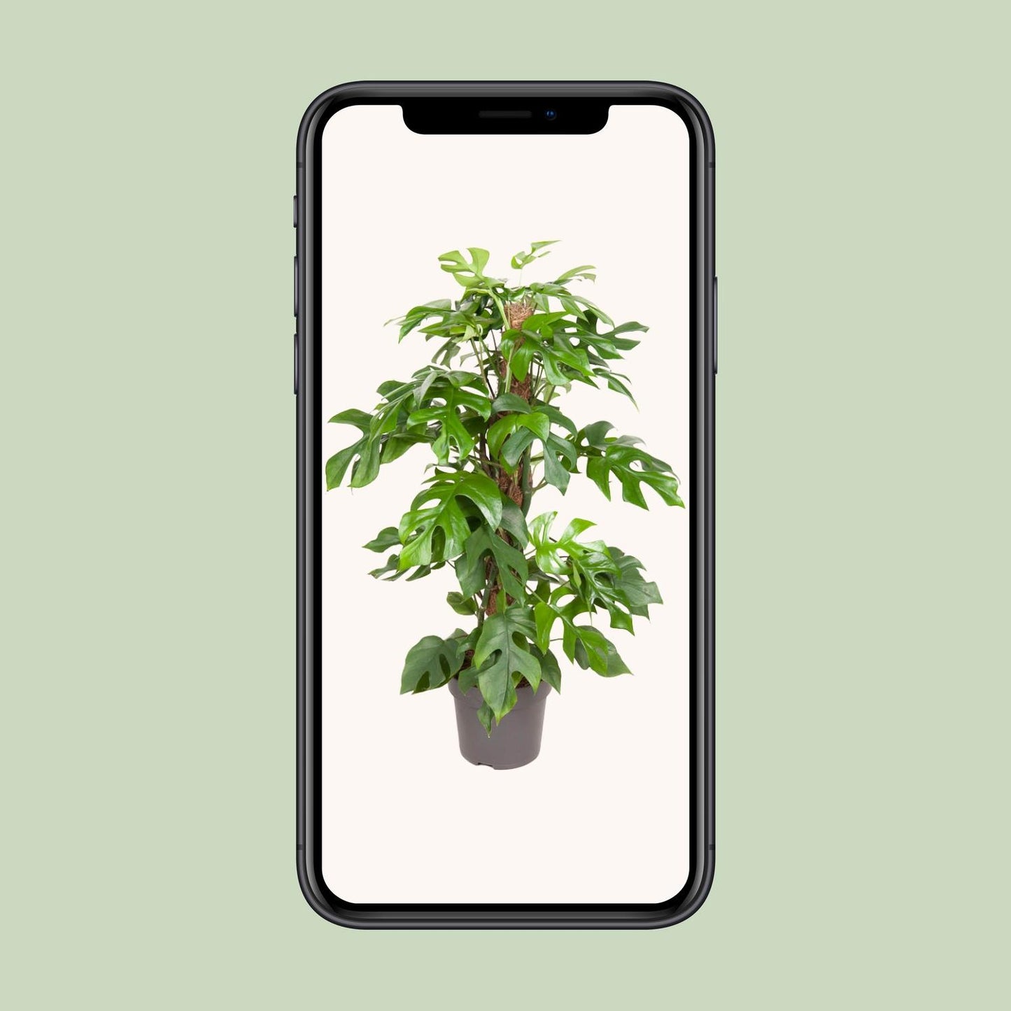 Monstera Minima – Pflegeleichte tropische Zimmerpflanze Ø19cm