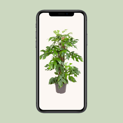 Monstera Minima – Pflegeleichte tropische Zimmerpflanze Ø19cm