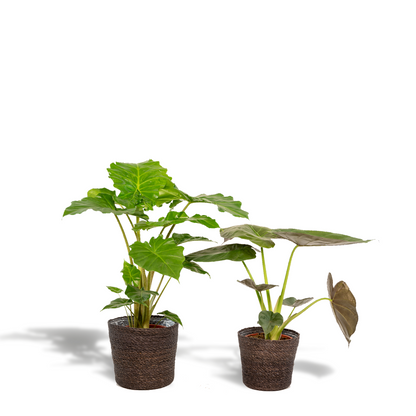 Alocasia Wentii & Portodora im Korb Ø19cm – Tropisches Zimmerpflanzen-Set