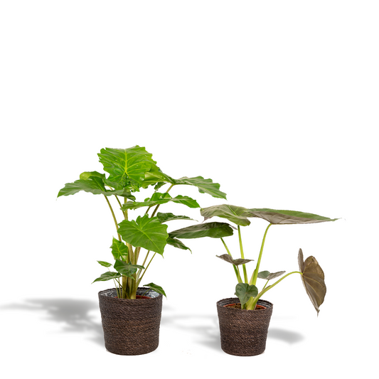 Alocasia Wentii & Portodora im Korb Ø19cm – Tropisches Zimmerpflanzen-Set