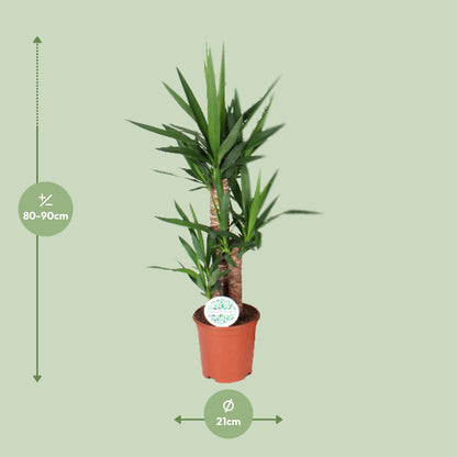 Yucca Zimmerpflanze Ø21cm, 90cm hoch – Pflegeleicht & Elegant