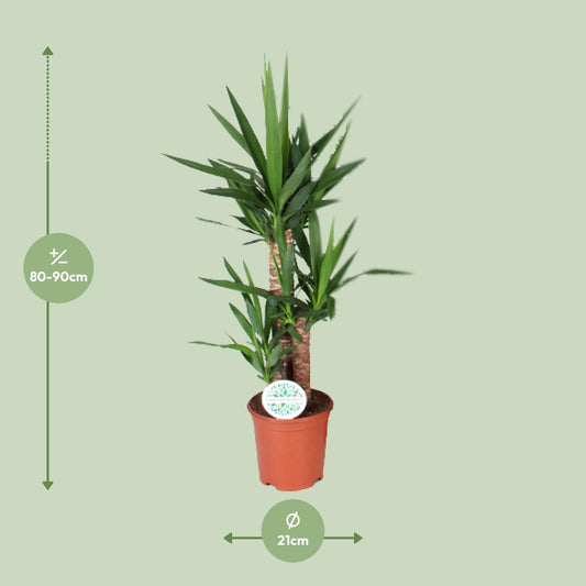 Yucca Zimmerpflanze Ø21cm, 90cm hoch – Pflegeleicht & Elegant