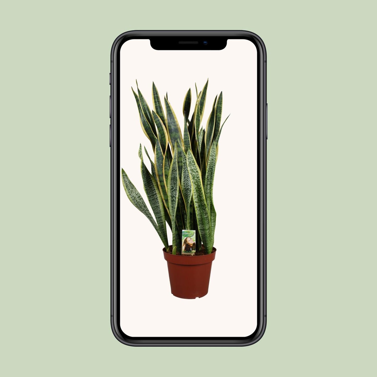 Sansevieria Laurentii Ø27cm – Pflegeleichter Bogenhanf bis 100cm