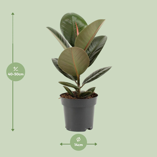 Ficus Elastica Robusta – Pflegeleichte Zimmerpflanze Ø14cm