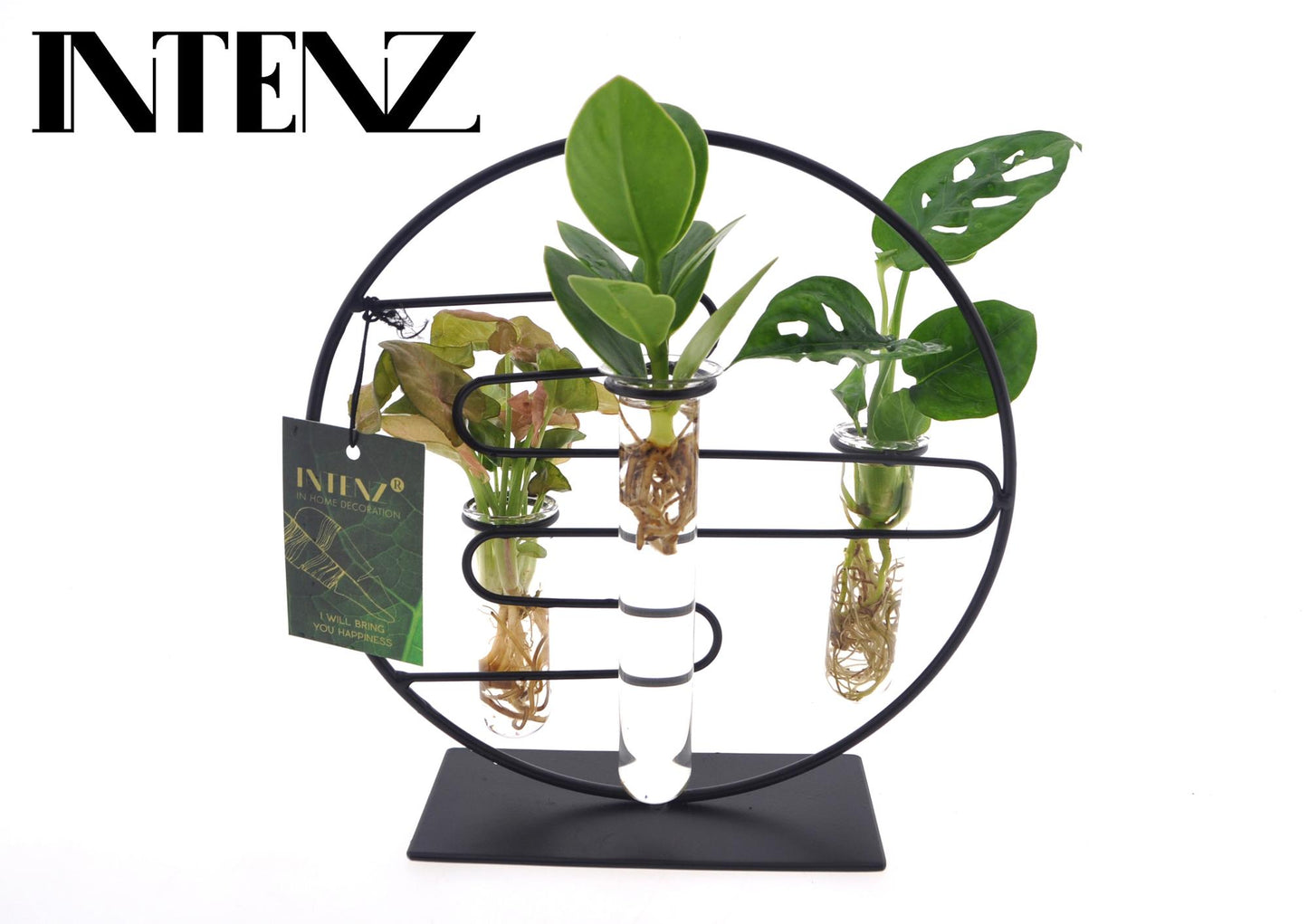 Zimmerpflanzen Mix im Dubai Glas Ø12cm – Pflegeleicht & Modern