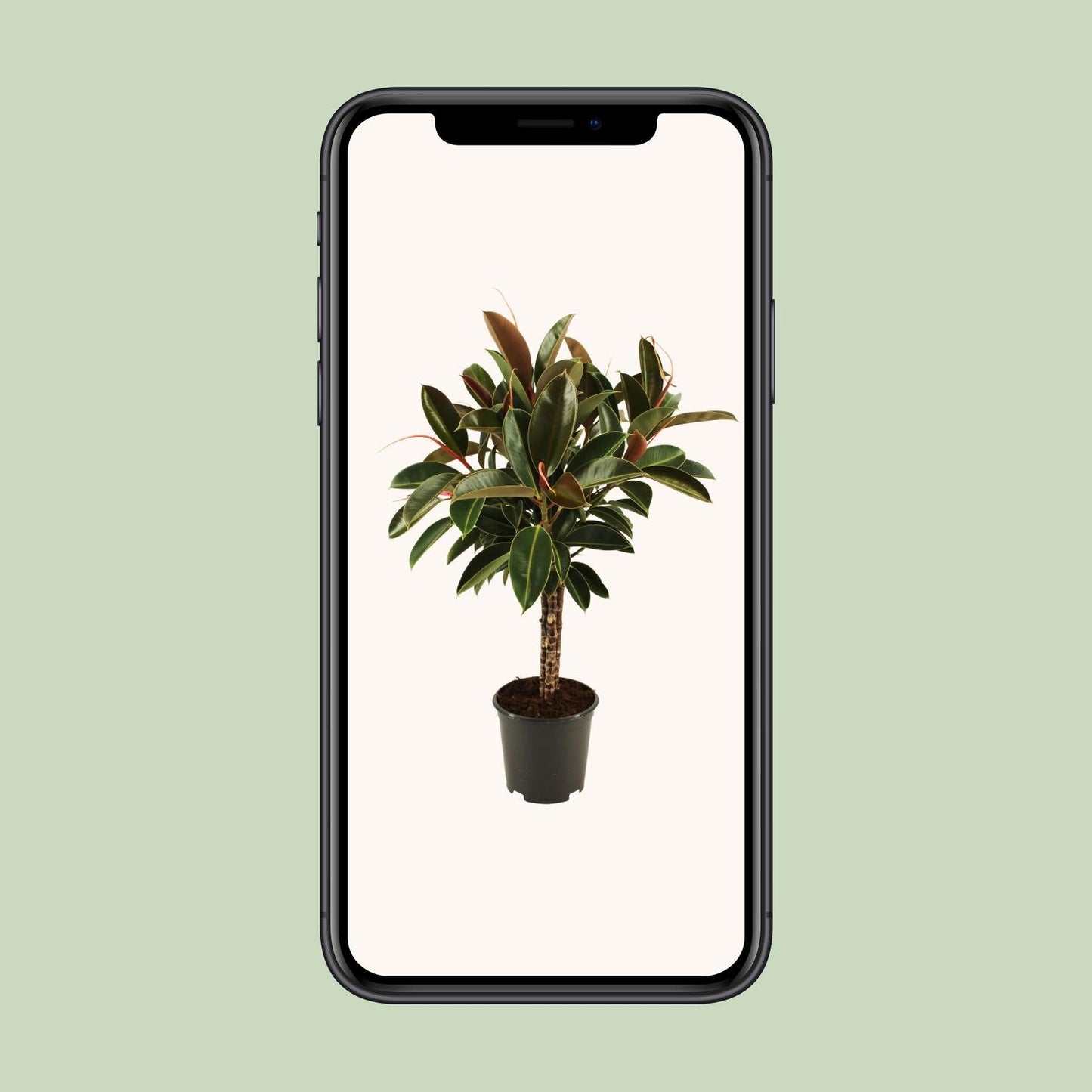 Ficus elastica Melany stam – Pflegeleichter Zimmerbaum Ø21cm