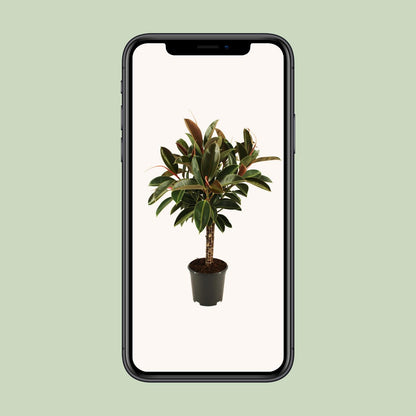 Ficus elastica Melany stam – Pflegeleichter Zimmerbaum Ø21cm