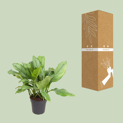 Aglaonema B.J. Freedman – Pflegeleichte Zimmerpflanze Ø24cm