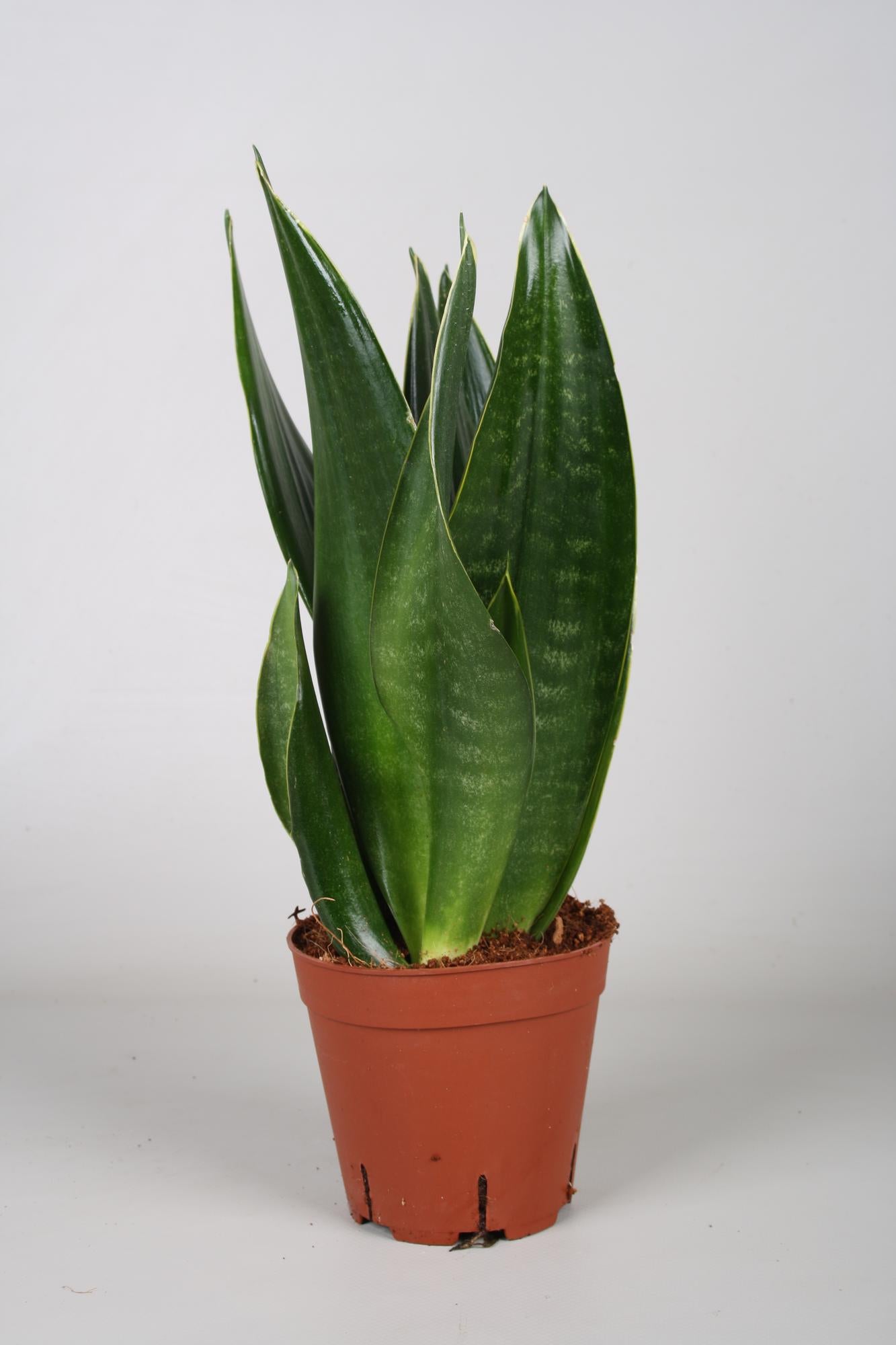 Sansevieria Dark Diamond – Pflegeleichte Trendpflanze Ø14cm