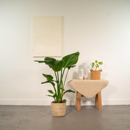 Strelitzia Nicolai Ø19cm – Luftreinigende Baumstrelitzie mit Korb